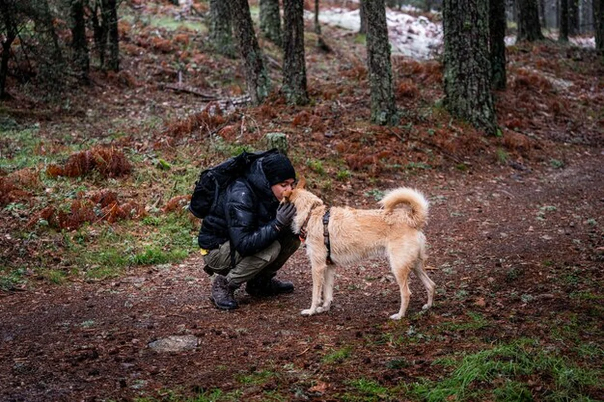 Latynoski turysta i pies w górach Sierra de Guadarrama